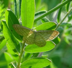 Idaea pallidata