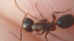 Camponotus caryae