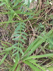 Astragalus laxmannii robustior