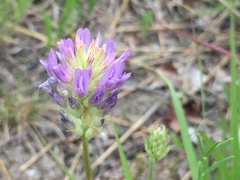 Astragalus laxmannii robustior