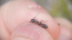 Camponotus caryae