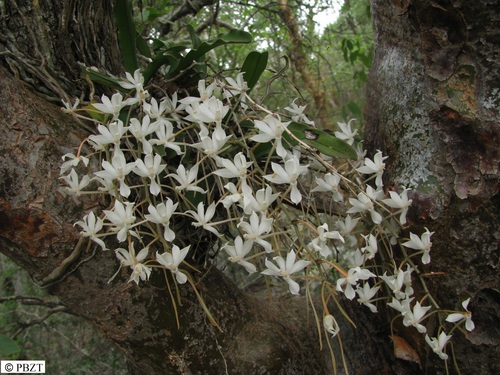 Aerangis decaryana H.Perrier 2