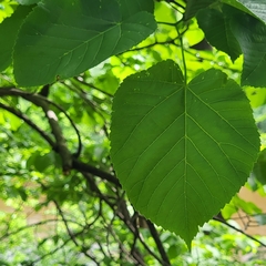 Tilia americana