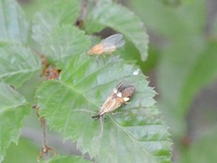 Alabonia staintoniella
