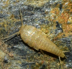 Neoasterolepisma