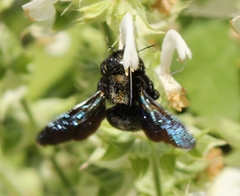 Xylocopa violacea
