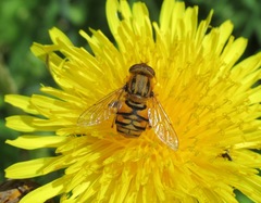 Parhelophilus frutetorum