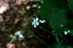 Ranunculus platanifolius