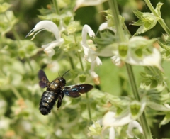 Xylocopa violacea