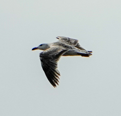 Larus marinus
