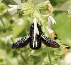Xylocopa violacea