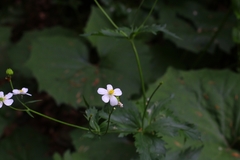 Ranunculus platanifolius