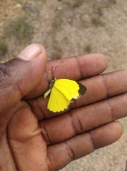 Eurema senegalensis