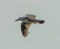 Larus marinus