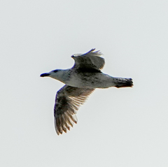 Larus marinus