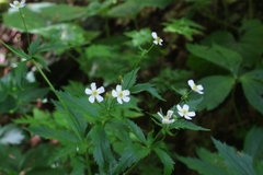 Ranunculus platanifolius
