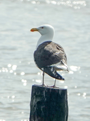 Larus marinus