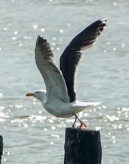 Larus marinus