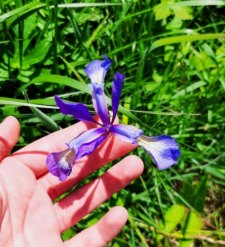 Image of Iris prismatica by (c) Tyler Ekholm, some rights reserved (CC BY)