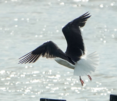 Larus marinus