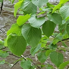 Tilia americana