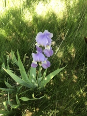 Iris pallida