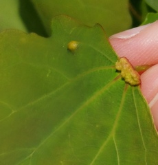 Eriophyes diversipunctatus