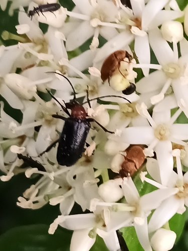 Dinoptera collaris photo 2