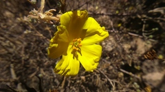 Balbisia verticillata