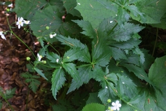 Ranunculus platanifolius