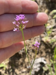 Polygala incarnata