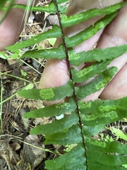 Phytoliriomyza felti