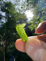 Phytoliriomyza felti