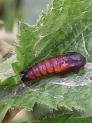 Olethreutes arcuella