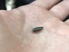 Buprestinae