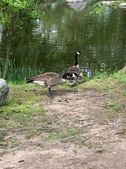 Branta canadensis