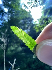 Phytoliriomyza felti