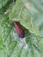 Olethreutes arcuella