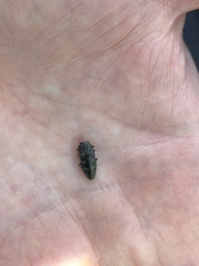 Buprestinae