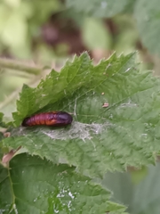 Olethreutes arcuella