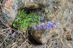 Penstemon