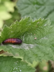 Olethreutes arcuella