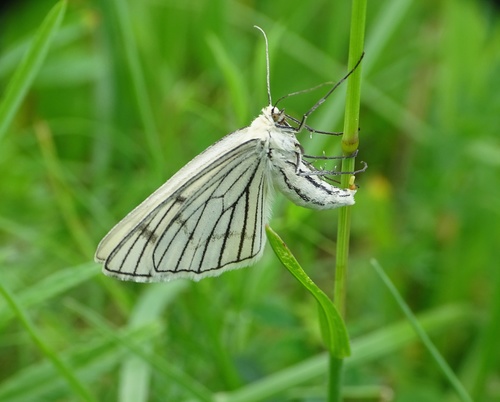 Black-veined Moth