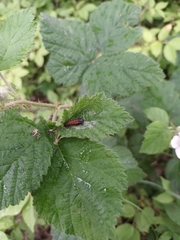 Olethreutes arcuella