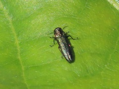 Agrilus angustulus