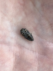 Buprestinae