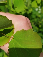 Eriophyes diversipunctatus