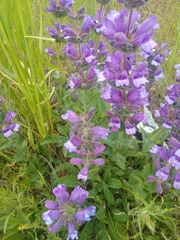 Penstemon glandulosus