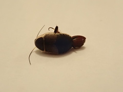 Phyllodromica megerlei