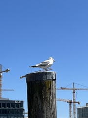 Larus canus